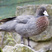 Blue Duck